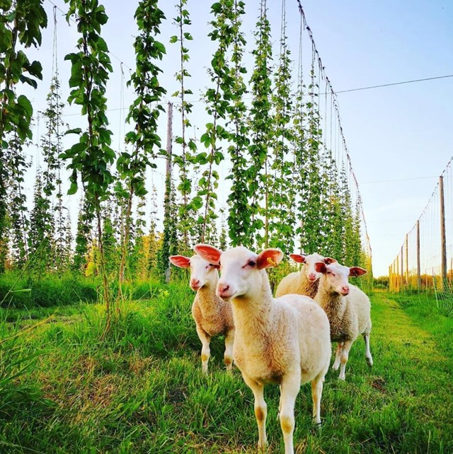 Breweries: GoodLot Farmstead Brewing Co. 21