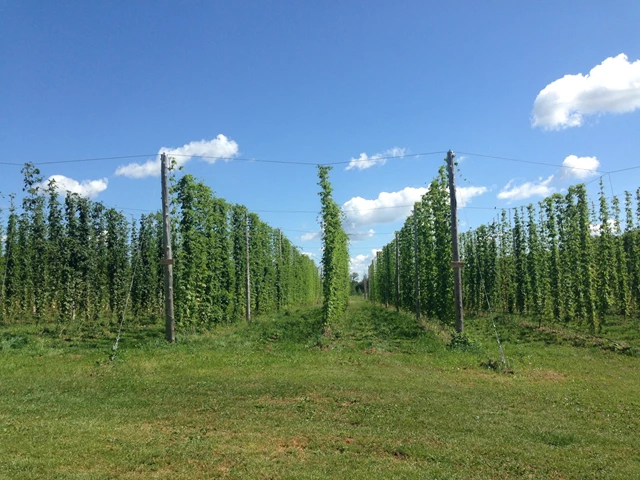 Breweries: GoodLot Farmstead Brewing Co. 13